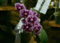 Comienza hoy la Fiesta Nacional de la Orquídea y Provincial de la Flor en Montecarlo