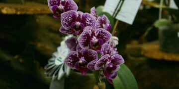 Comienza hoy la Fiesta Nacional de la Orquídea y Provincial de la Flor en Montecarlo